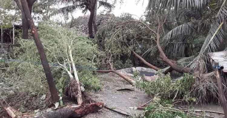 Bangladesh: Tree falls killing 11 people 